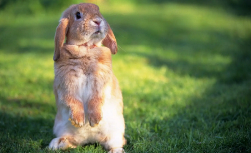 属兔命最差农历月份 2022年兔的孩子避开几月份