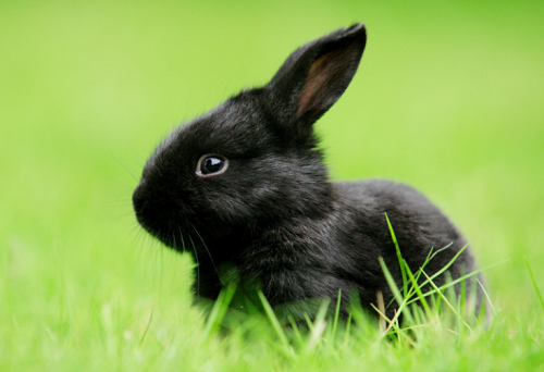 兔年哪个月份出生的宝宝最好 几月的兔宝命运最好