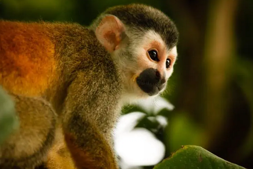 甲申年出生的人的命运 甲申年的猴是什么命