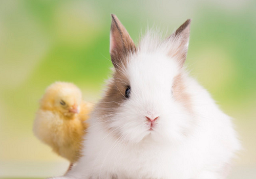 兔和鸡属相合不合 属鸡和属兔的合不合